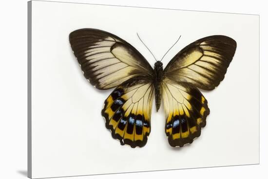 Orchard Swallowtail Butterfly Female, Wing Top and Bottom-Darrell Gulin-Stretched Canvas