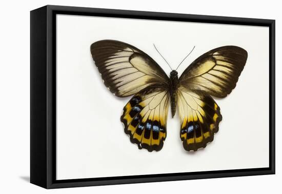 Orchard Swallowtail Butterfly Female, Wing Top and Bottom-Darrell Gulin-Framed Stretched Canvas