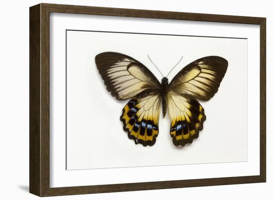 Orchard Swallowtail Butterfly Female, Wing Top and Bottom-Darrell Gulin-Framed Photographic Print