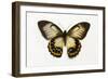 Orchard Swallowtail Butterfly Female, Wing Top and Bottom-Darrell Gulin-Framed Photographic Print