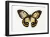 Orchard Swallowtail Butterfly Female, Wing Top and Bottom-Darrell Gulin-Framed Photographic Print