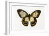 Orchard Swallowtail Butterfly Female, Wing Top and Bottom-Darrell Gulin-Framed Photographic Print