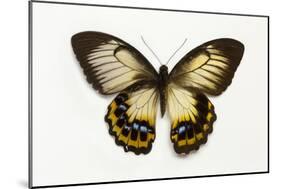 Orchard Swallowtail Butterfly Female, Wing Top and Bottom-Darrell Gulin-Mounted Photographic Print