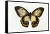 Orchard Swallowtail Butterfly Female, Wing Top and Bottom-Darrell Gulin-Framed Stretched Canvas