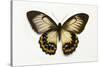 Orchard Swallowtail Butterfly Female, Wing Top and Bottom-Darrell Gulin-Stretched Canvas