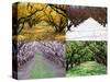 Orchard through the Seasons, Central Otago, South Island, New Zealand-David Wall-Stretched Canvas