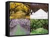 Orchard through the Seasons, Central Otago, South Island, New Zealand-David Wall-Framed Stretched Canvas