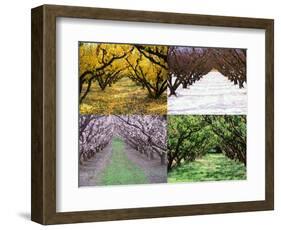 Orchard through the Seasons, Central Otago, South Island, New Zealand-David Wall-Framed Photographic Print