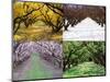 Orchard through the Seasons, Central Otago, South Island, New Zealand-David Wall-Mounted Photographic Print