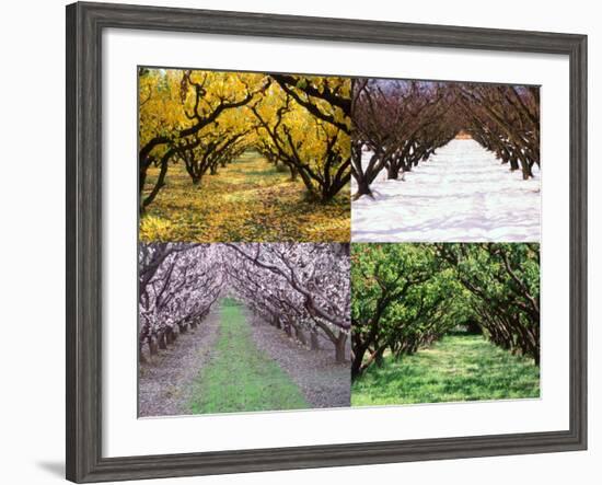 Orchard through the Seasons, Central Otago, South Island, New Zealand-David Wall-Framed Photographic Print