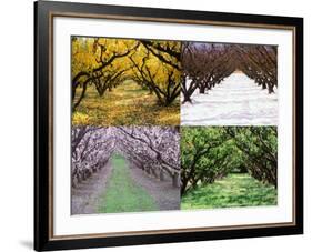 Orchard through the Seasons, Central Otago, South Island, New Zealand-David Wall-Framed Photographic Print