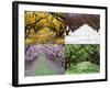 Orchard through the Seasons, Central Otago, South Island, New Zealand-David Wall-Framed Photographic Print