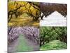 Orchard through the Seasons, Central Otago, South Island, New Zealand-David Wall-Mounted Photographic Print