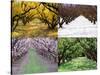 Orchard through the Seasons, Central Otago, South Island, New Zealand-David Wall-Stretched Canvas