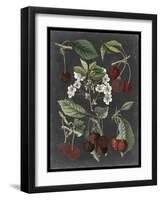 Orchard Varieties I-Vision Studio-Framed Art Print