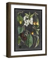 Orchard Varieties II-Vision Studio-Framed Art Print