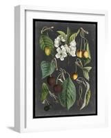 Orchard Varieties II-Vision Studio-Framed Art Print