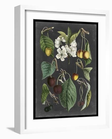 Orchard Varieties II-Vision Studio-Framed Art Print