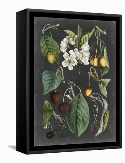 Orchard Varieties II-Vision Studio-Framed Stretched Canvas