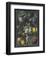 Orchard Varieties IV-Vision Studio-Framed Art Print