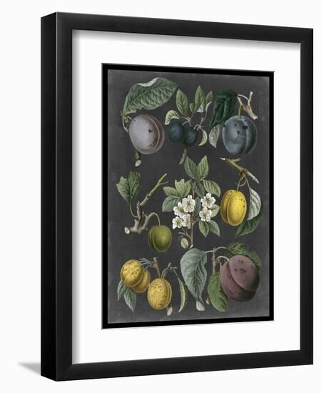 Orchard Varieties IV-Vision Studio-Framed Art Print