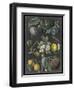 Orchard Varieties IV-Vision Studio-Framed Art Print