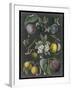 Orchard Varieties IV-Vision Studio-Framed Art Print