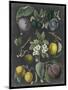 Orchard Varieties IV-Vision Studio-Mounted Art Print