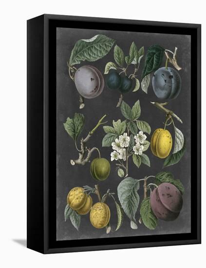 Orchard Varieties IV-Vision Studio-Framed Stretched Canvas