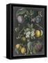 Orchard Varieties IV-Vision Studio-Framed Stretched Canvas