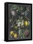 Orchard Varieties IV-Vision Studio-Framed Stretched Canvas