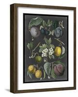 Orchard Varieties IV-Vision Studio-Framed Art Print