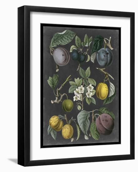 Orchard Varieties IV-Vision Studio-Framed Art Print