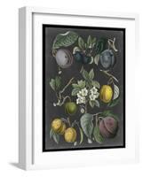 Orchard Varieties IV-Vision Studio-Framed Art Print