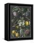 Orchard Varieties IV-Vision Studio-Framed Stretched Canvas