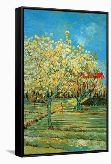Orchard with Cypress by Van Gogh-Vincent van Gogh-Framed Stretched Canvas