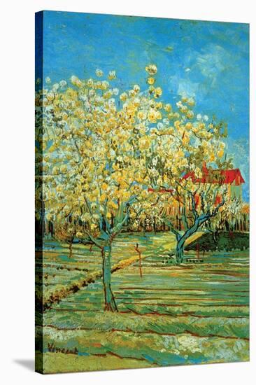 Orchard with Cypress by Van Gogh-Vincent van Gogh-Stretched Canvas