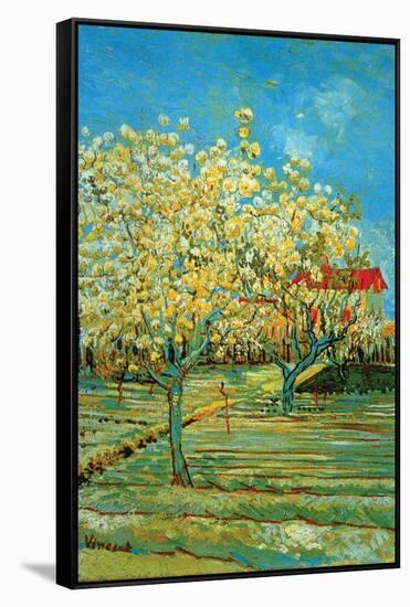 Orchard with Cypress by Van Gogh-Vincent van Gogh-Framed Stretched Canvas