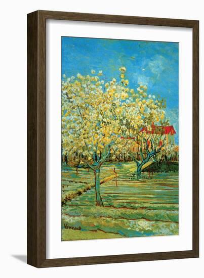 Orchard with Cypress-Vincent van Gogh-Framed Art Print