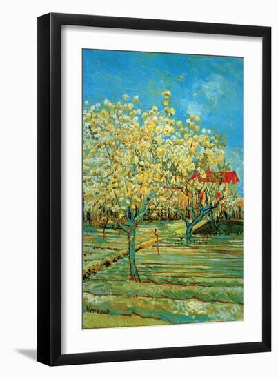 Orchard with Cypress-Vincent van Gogh-Framed Art Print