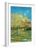 Orchard with Cypress-Vincent van Gogh-Framed Art Print