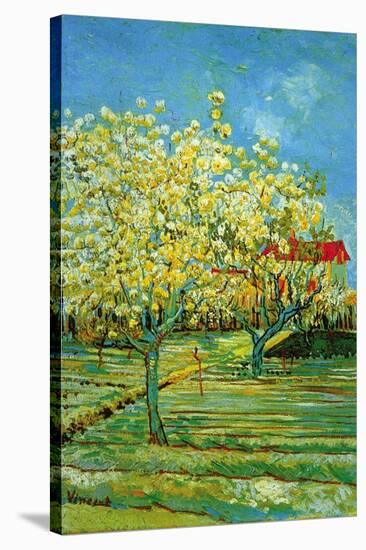 Orchard with Cypress-Vincent van Gogh-Stretched Canvas