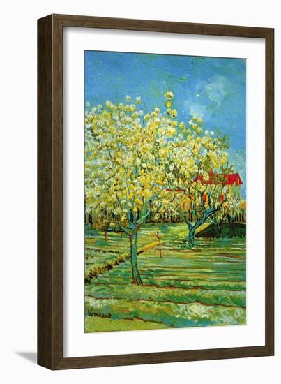 Orchard with Cypress-Vincent van Gogh-Framed Art Print