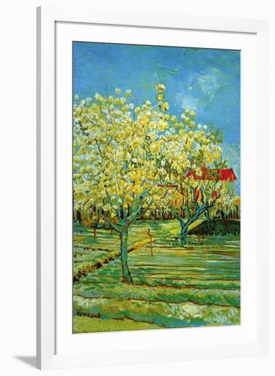 Orchard with Cypress-Vincent van Gogh-Framed Art Print