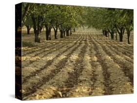 Orchard-Micha Pawlitzki-Stretched Canvas