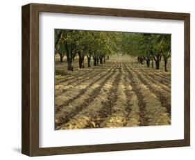 Orchard-Micha Pawlitzki-Framed Photographic Print