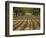 Orchard-Micha Pawlitzki-Framed Photographic Print