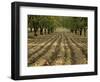 Orchard-Micha Pawlitzki-Framed Photographic Print