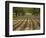 Orchard-Micha Pawlitzki-Framed Photographic Print