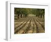 Orchard-Micha Pawlitzki-Framed Photographic Print